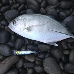 秋イカエギングでアオリイカ釣果、爆風を避けてランガン