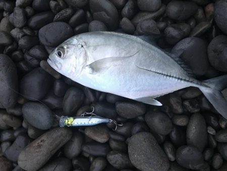 秋イカエギングでアオリイカ釣果、爆風を避けてランガン