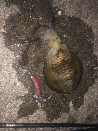 エギングたのしいねー！