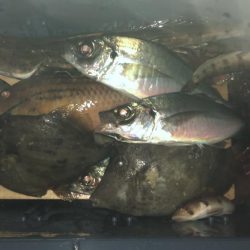 泉州丸さんでカワハギ