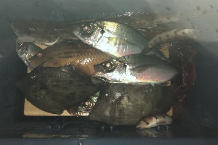 泉州丸さんでカワハギ