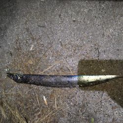 青物撃沈からの勝率100%の刀狩