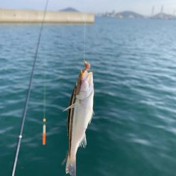 今年初の紀州釣り〜