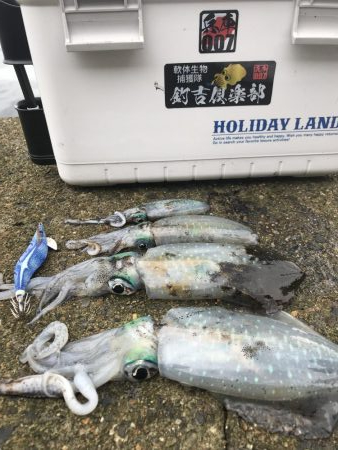 初、蒲入でエギング