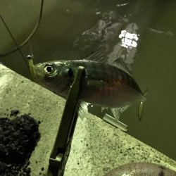 雨上がりのアジング