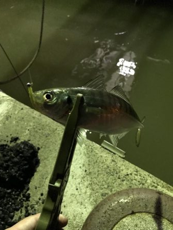 雨上がりのアジング