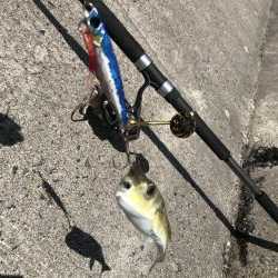 ウネリきつい中で