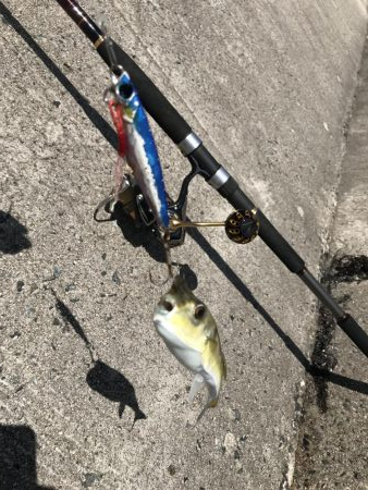 ウネリきつい中で