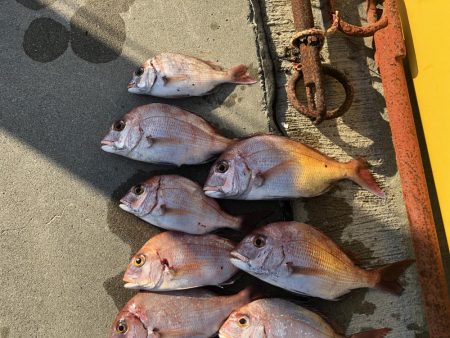 チャリコサイズ多いです