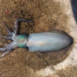 いろんな魚種が釣れました！