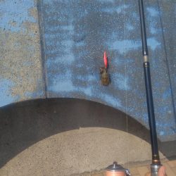 短時間でカマス