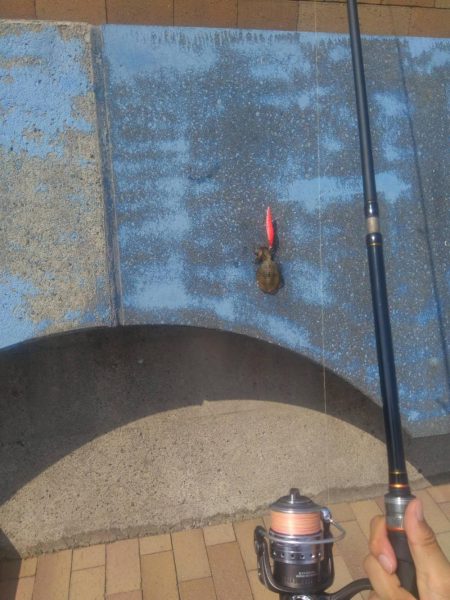 短時間でカマス