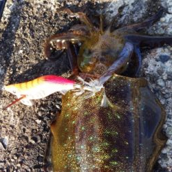 午後から短時間釣行