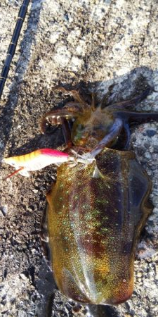 午後から短時間釣行