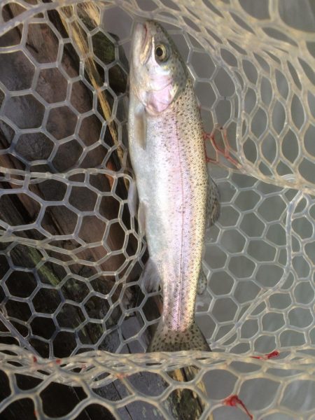 フライとルアー