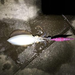 エギング遠征からホームグランドへ