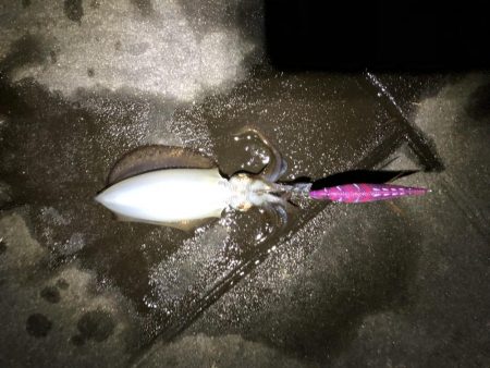 エギング遠征からホームグランドへ