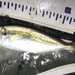 短時間アジング