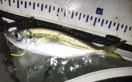 短時間アジング