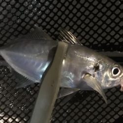 見えアジ釣り