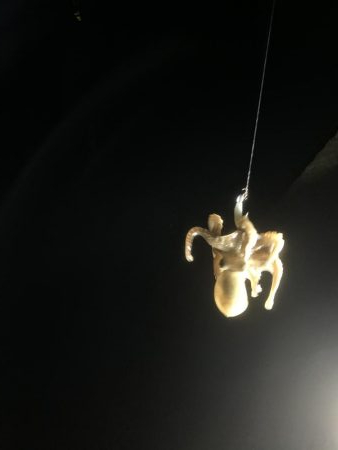 アジングでガシラフィーバー！