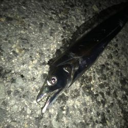 タチウオとサバ交互に