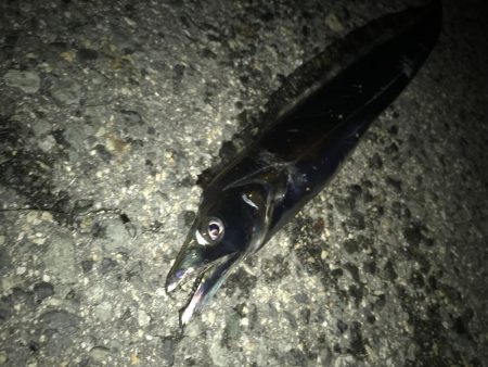 タチウオとサバ交互に