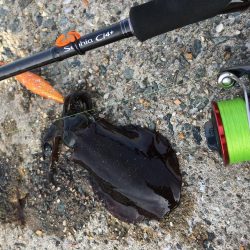 エギング!ナブラ祭り!