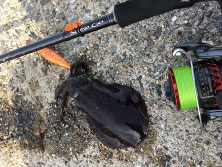 エギング!ナブラ祭り!