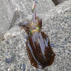 イカの気持ち３