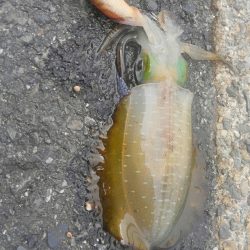 アオリがいません?