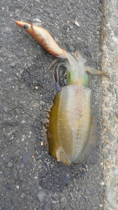 アオリがいません?