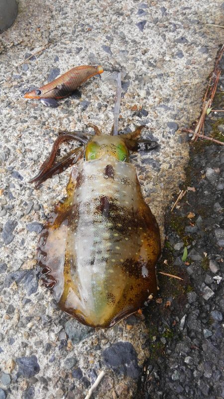 台風後、ポイント限られて~