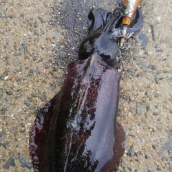 やっと300g アップ上がりました