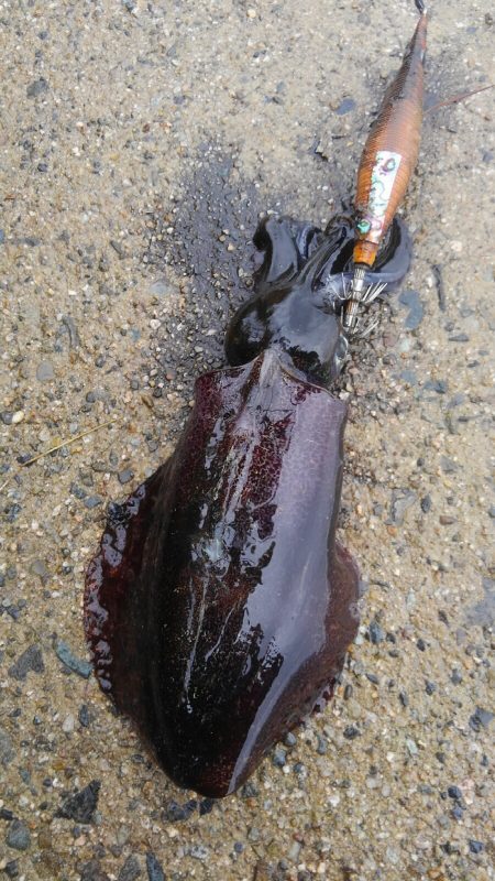 やっと300g アップ上がりました