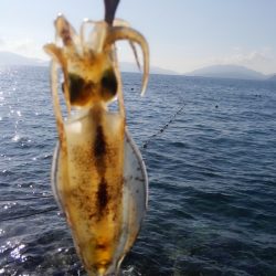 ヒットセンサー的中