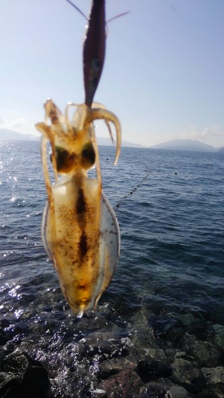 ヒットセンサー的中