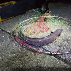 アナゴのフェスティバル