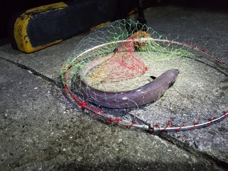 アナゴのフェスティバル