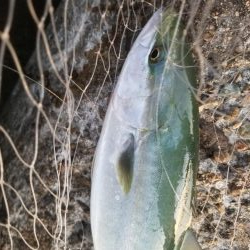 秋だ!祭りだ!青物フィーバー!