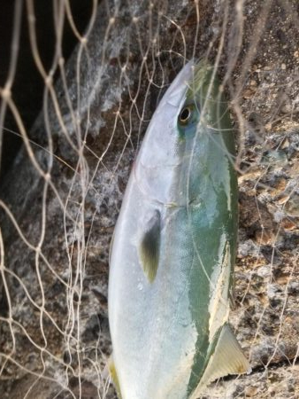 秋だ!祭りだ!青物フィーバー!