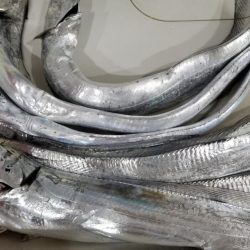 短時間　太刀魚