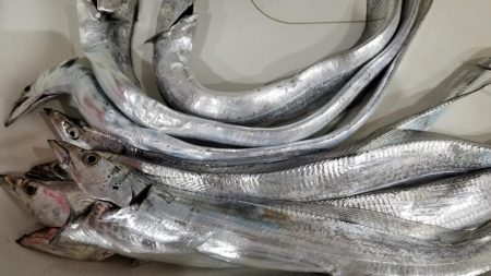 短時間　太刀魚