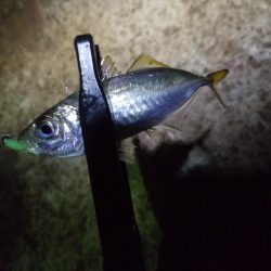 秋の夜長はアジングで♪