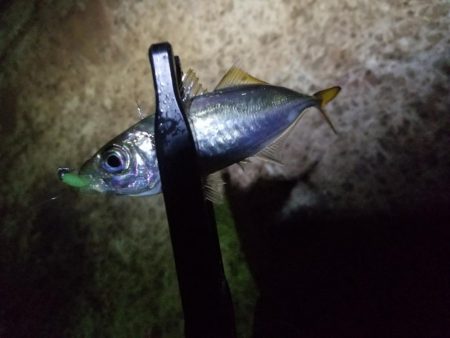 秋の夜長はアジングで♪