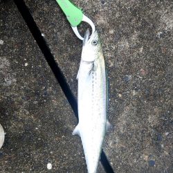 台風後の宮津湾