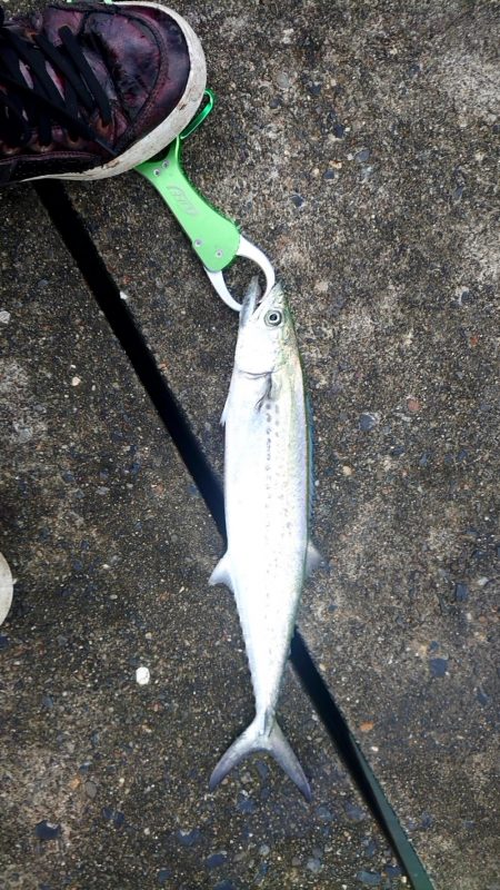 台風後の宮津湾