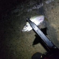 台風一過、アジング調査