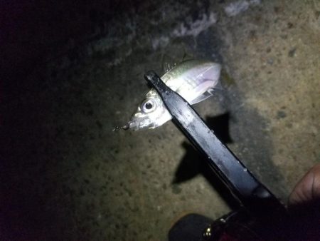 台風一過、アジング調査