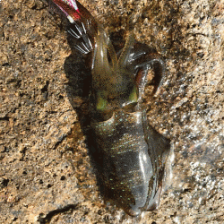 瀬戸内の島エギング(2019-6)